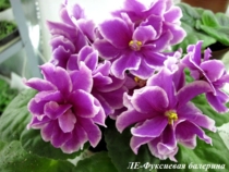 ЛЕ-Фуксиевая балерина