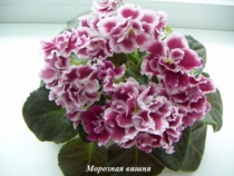 Морозная вишня