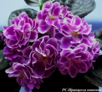 РС-Принцесса вишенка